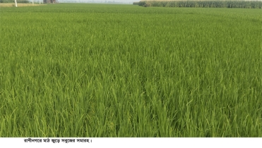 রাণীনগরে বিস্তীর্ণ জুড়ে ইরি-বোরো ধানের সবুজের সমারহ 